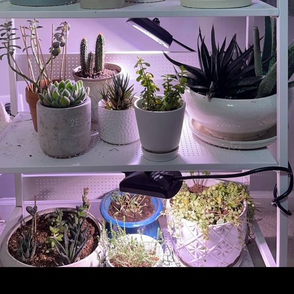 Indoor Plant Light - Picture 3 of 3